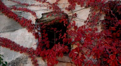 Gazzelli  i colori dell'autunno